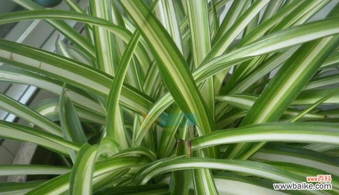 生命之力的永恒呈现 金心吊兰的寓意与象征