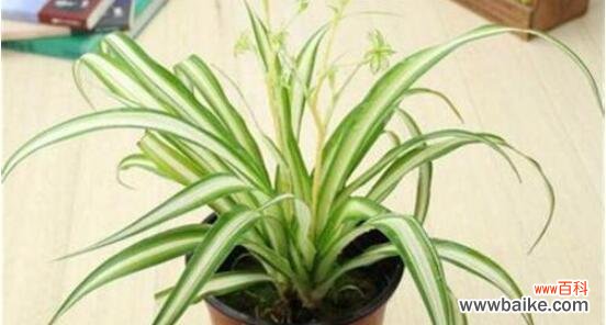 探寻金心吊兰的美丽内涵与象征意义 金心吊兰的寓意与象征