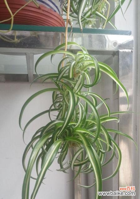 探寻金心吊兰的美丽内涵与象征意义 金心吊兰的寓意与象征