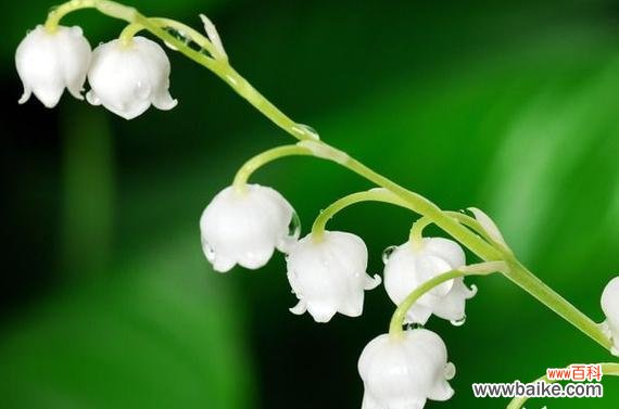 揭开花海中的温柔善良密码 温柔善良之花的花语