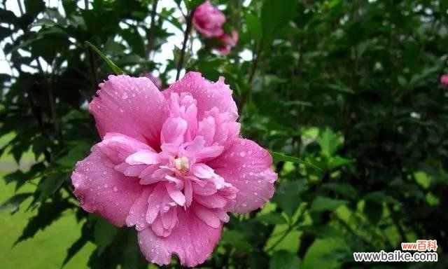 揭开花海中的温柔善良密码 温柔善良之花的花语