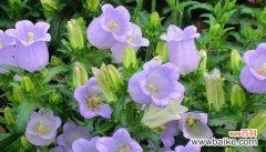 唯美温柔的郁金香花语传递爱的真谛 以郁金香的花语为主题的温柔之美