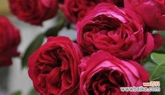 探寻爱情之花的花语 爱如花开