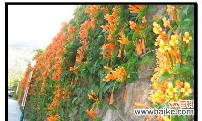 向心爱的人表达歉意的最佳方式 以玫瑰花的花语表达我错了