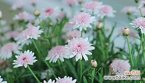 玫瑰花语传递思念之情 思念之花