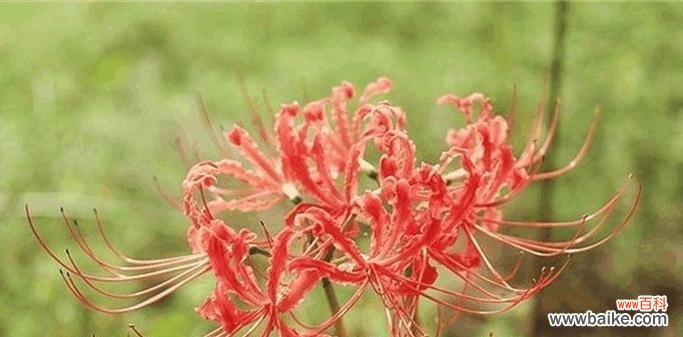 彼岸花开 无声之爱——以寂语花为花语的爱情故事