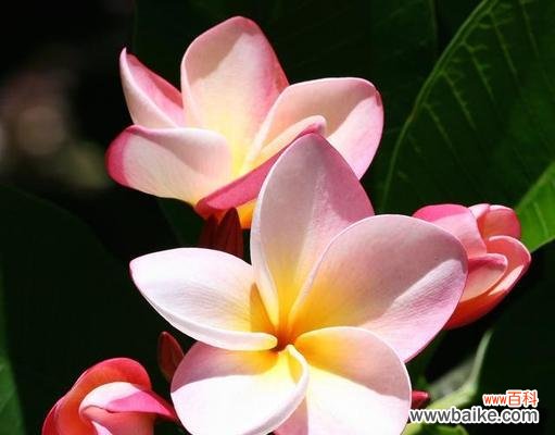 彼岸花开 无声之爱——以寂语花为花语的爱情故事