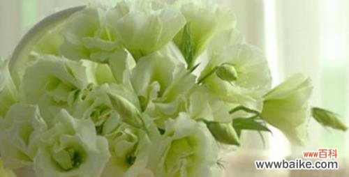 彼岸花开 无声之爱——以寂语花为花语的爱情故事