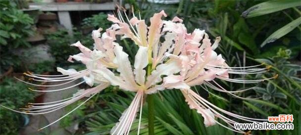 探寻冷酷花卉的花语和美学意义 无情之花