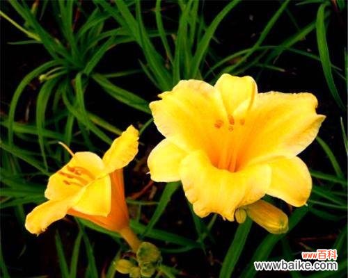 揭秘金娃娃萱草的花语 金娃娃萱草的花语与魅力