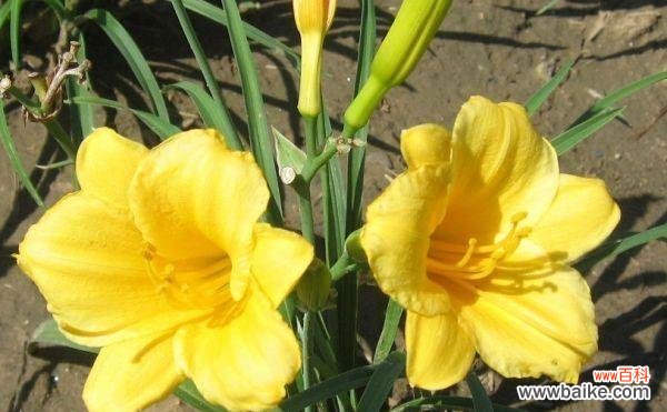 揭秘金娃娃萱草的花语 金娃娃萱草的花语与魅力