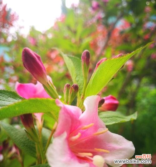 解读锦带花的深层含义 以锦带花的花语之美