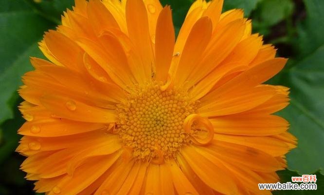 探寻金盏花的意义与神奇力量 金盏花的花语与美丽人生