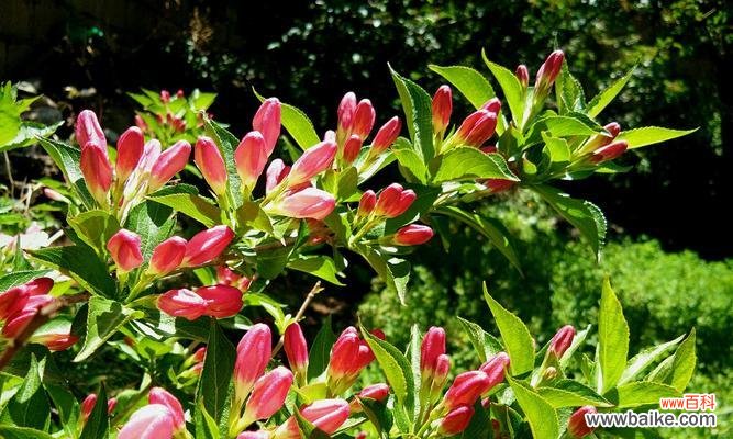 揭开锦带花的神秘面纱 锦带花花语及其寓意