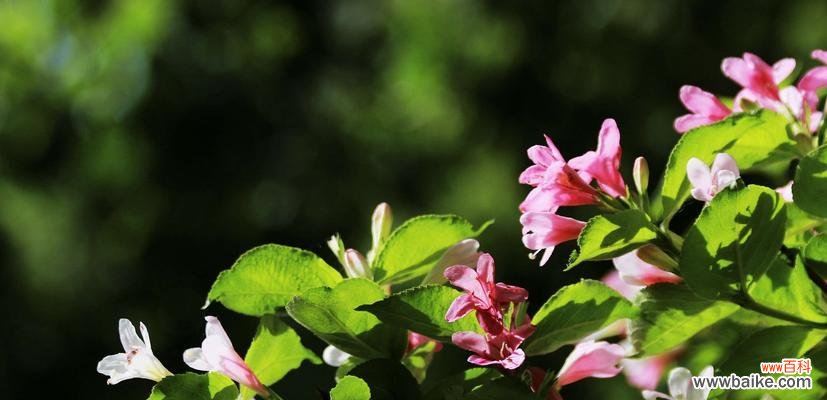 探寻花束中的深情密码 锦带花花语与寓意