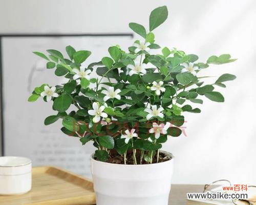 传递情感的九里香花语 九里香花语与寓意