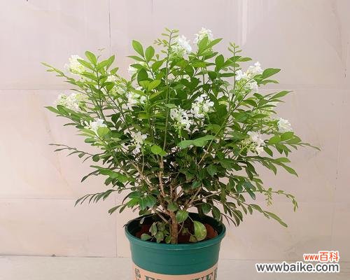 传递情感的九里香花语 九里香花语与寓意