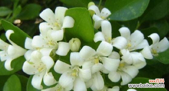 传递情感的九里香花语 九里香花语与寓意