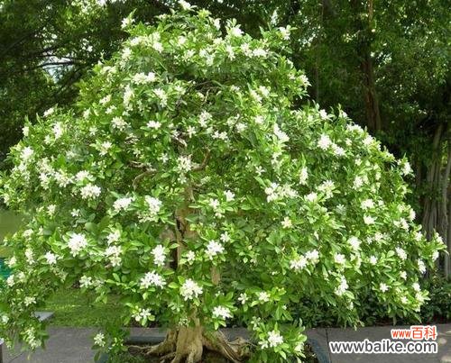 传递情感的鲜花语言 九里香之美