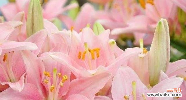 用郁金香传递幸福快乐的花语之旅 愿你开心如花