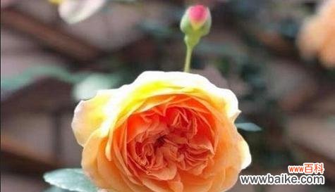 梅花-寄托思念与期待的象征 梅花的花语是想见你