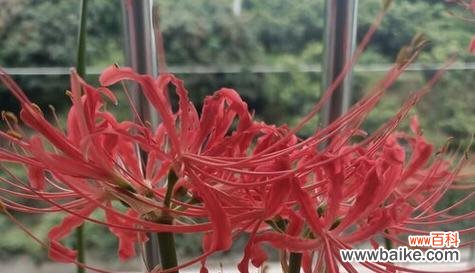 梅花-寄托思念与期待的象征 梅花的花语是想见你