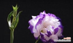 用花语传达你的思念 花语告白