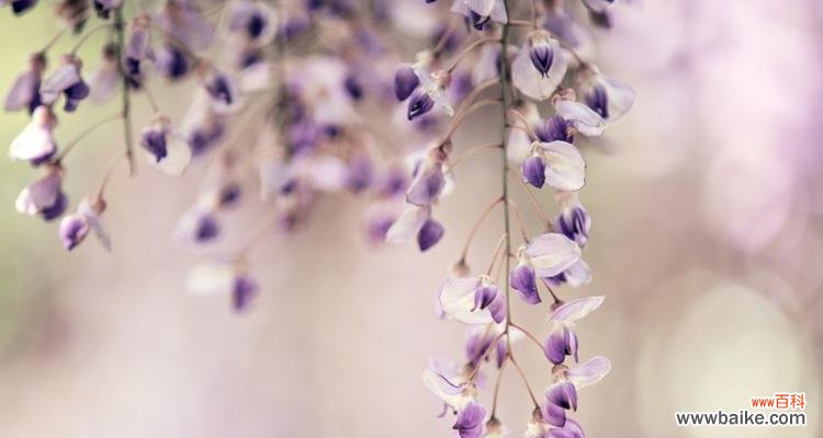 怀念与思念-郁金香带来的情感共鸣 以郁金香的花语为主题的文章