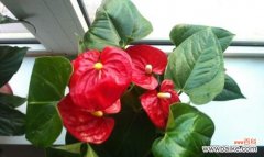 向日葵的花语 心想事成——以向日葵的花语为例