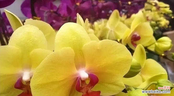 向日葵的花语 心想事成——以向日葵的花语为例