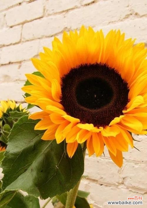 阳光洒落 向阳而生——以向日葵花的花语为主题的文章