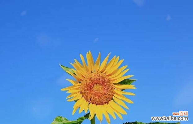 阳光洒落 向阳而生——以向日葵花的花语为主题的文章