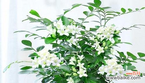 香气芬芳美好祝愿 以九里香为主题的寓意探析