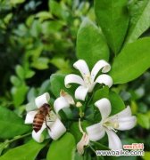 香气芬芳美好祝愿 以九里香为主题的寓意探析