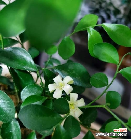 香气芬芳美好祝愿 以九里香为主题的寓意探析