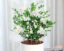 探寻九里香花的深意 九里香花语及其含义