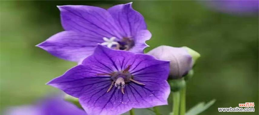 探秘桔梗花的花语之美 桔梗花语的含义及传说故事