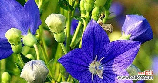 探秘桔梗花的花语之美 桔梗花语的含义及传说故事