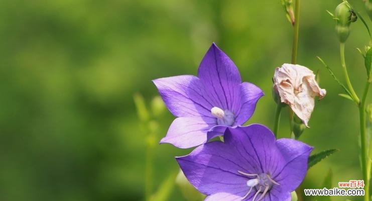 桔梗花——纯洁与坚韧的象征 桔梗花的象征意义及文化价值探析