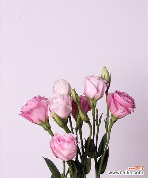 桔梗花——纯洁与坚韧的象征 桔梗花的象征意义及文化价值探析