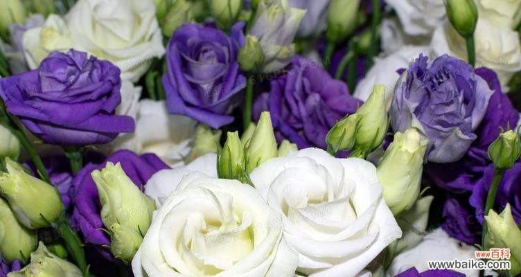 桔梗花语的含义与象征 桔梗花语之美——传递着永恒的爱与希望