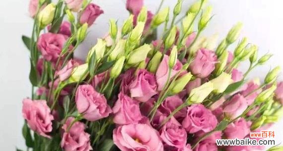 深入探究桔梗花语 桔梗花花语的意义与传承