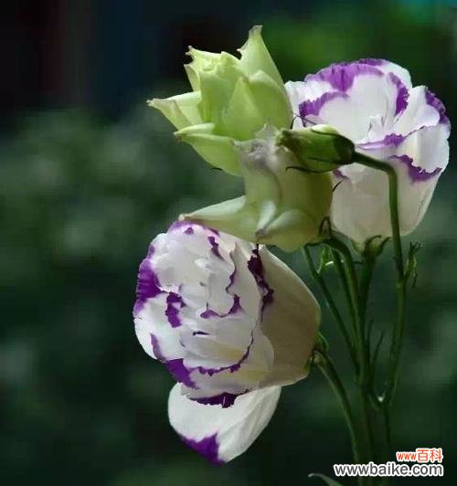 深入探究桔梗花语 桔梗花花语的意义与传承