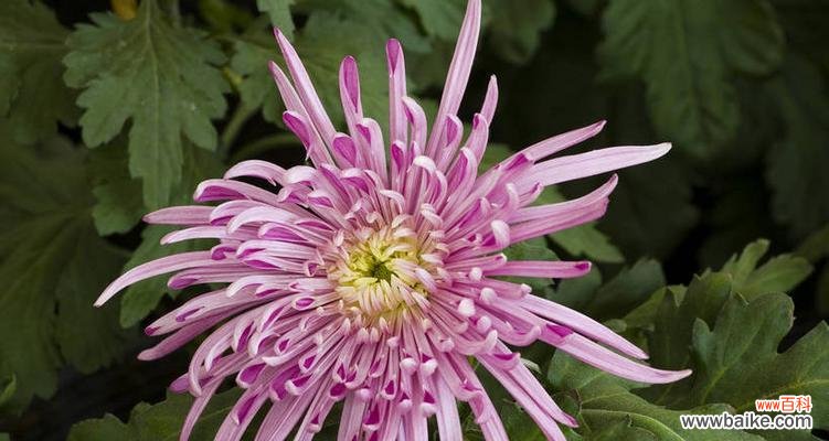 揭示菊花所代表的文化和情感寓意 菊花的象征意义