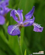 揭秘信任的花语及其象征 用信任之花传递真挚情感