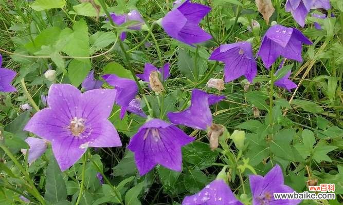 花语传递的告别与留恋 永不再见的花语——紫罗兰