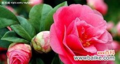 以百合花为例 花语永恒