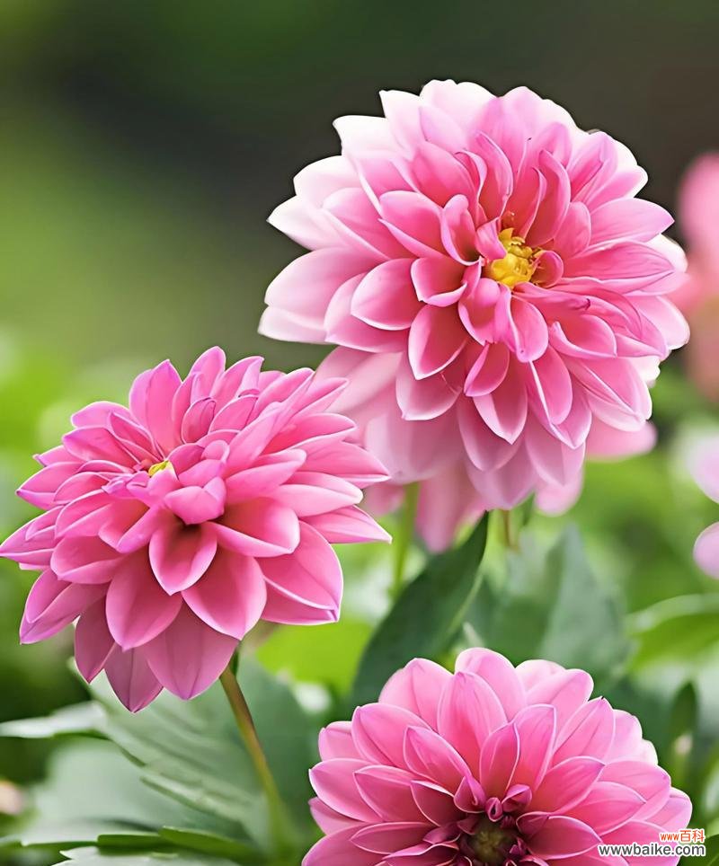 白玫瑰与信仰的纽带 信仰之花-白玫瑰的花语