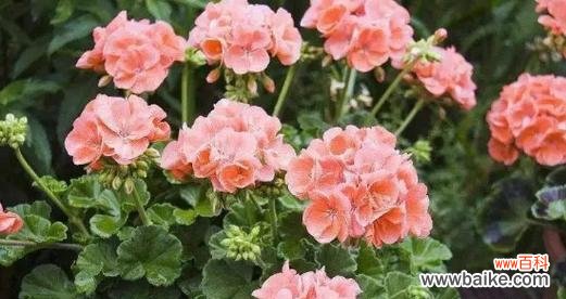 透过康乃馨花语感受幸福的美妙 以康乃馨的花语为主题的幸福之旅