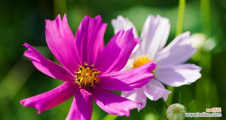 透过康乃馨花语感受幸福的美妙 以康乃馨的花语为主题的幸福之旅